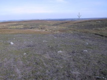 Commondale - PID:3206