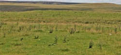 Click for full size image of Yarnbury Henge (PID:167933) Yarnbury Henge