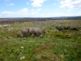 Click for full size image of Great Ayton Moor Chambered Cairn (PID:188692) Great Ayton Moor Chambered Cairn