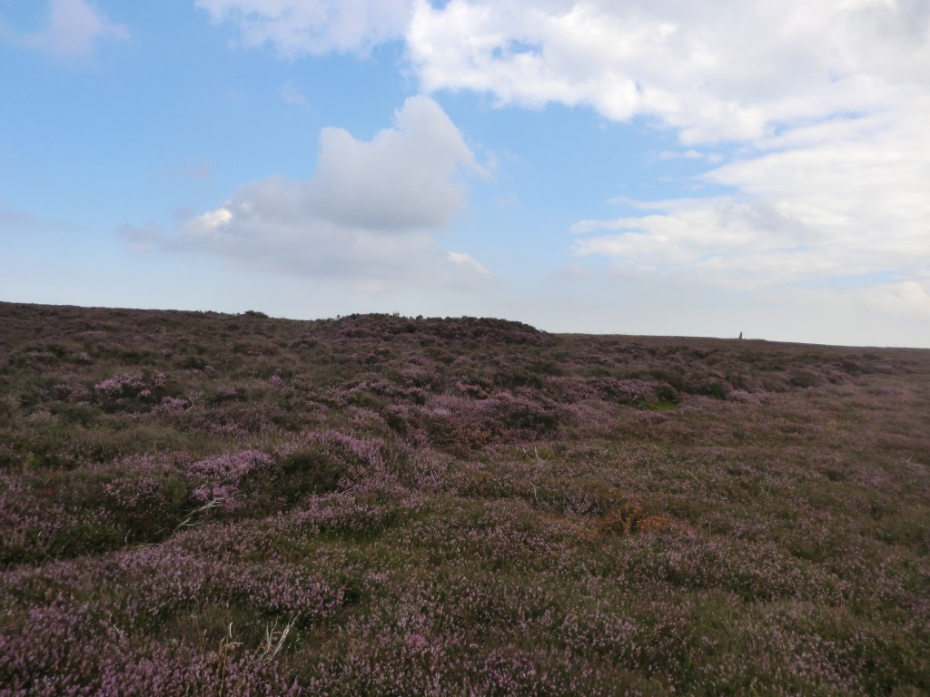RC2 – Round cairn at NZ 59713 12441 – Viewed looking easterly, covered in deep heather, August 2013. The boundary stone on the round cairn RC1 at NZ 59794 12448 can be seen on the skyline on the right of the image 