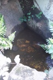 St Warna's Well - PID:82641