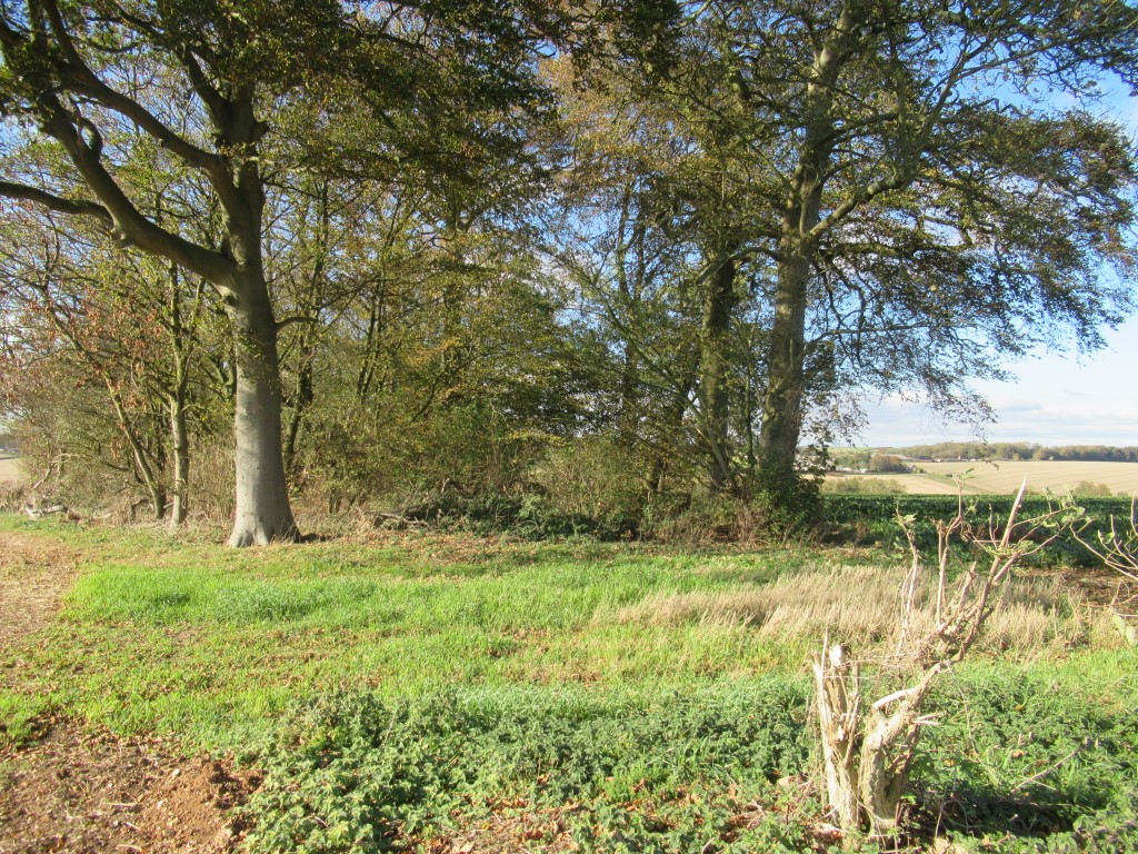 Click for full size image of Hoe Hill Long Barrow (PID:187533) Hoe Hill Long Barrow