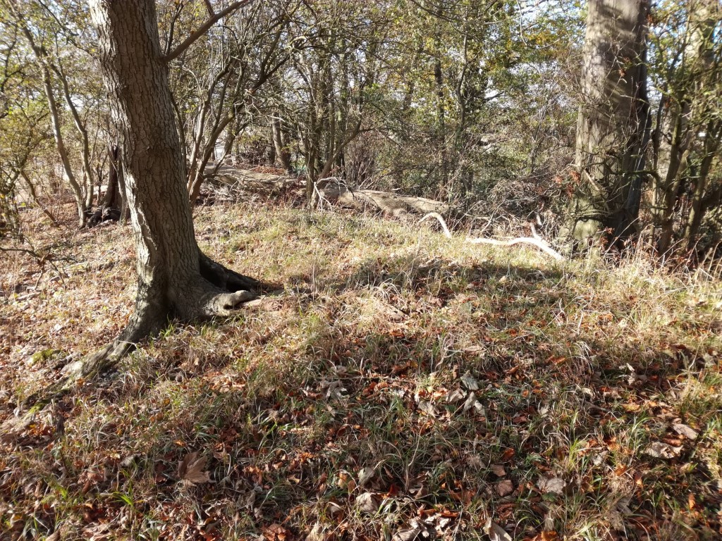 Click for full size image of Hoe Hill Long Barrow (PID:187534) Hoe Hill Long Barrow
