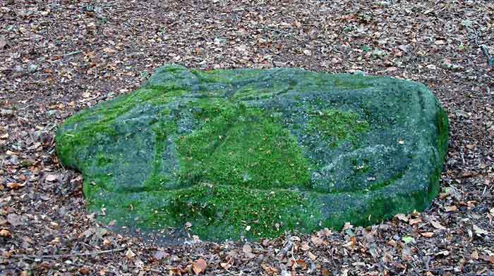 Click for full size image of Ecclesall Woods (PID:9155) Ecclesall Woods