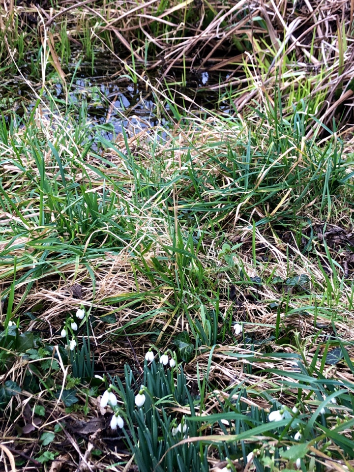 Click for full size image of St. Mary's Well (Thelnetham) (PID:237245) St. Mary's Well (Thelnetham)