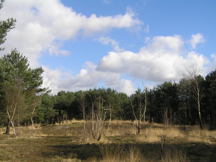 Horsell Common W