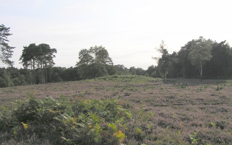 Click for full size image of Bowl barrow west of Cockcrow Hill (PID:43585) Bowl barrow west of Cockcrow Hill
