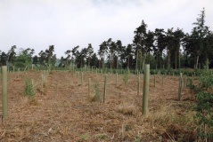 Deerleap Wood Barrow 2 - PID:3542