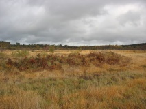 Albury Bottom Enclosure - PID:84501