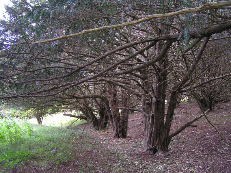 The eastern (up slope) section of the outer banks and ditch. This area is covered in very atmospheric yew trees as at nearby Kingley Vale

Taken in October 2011