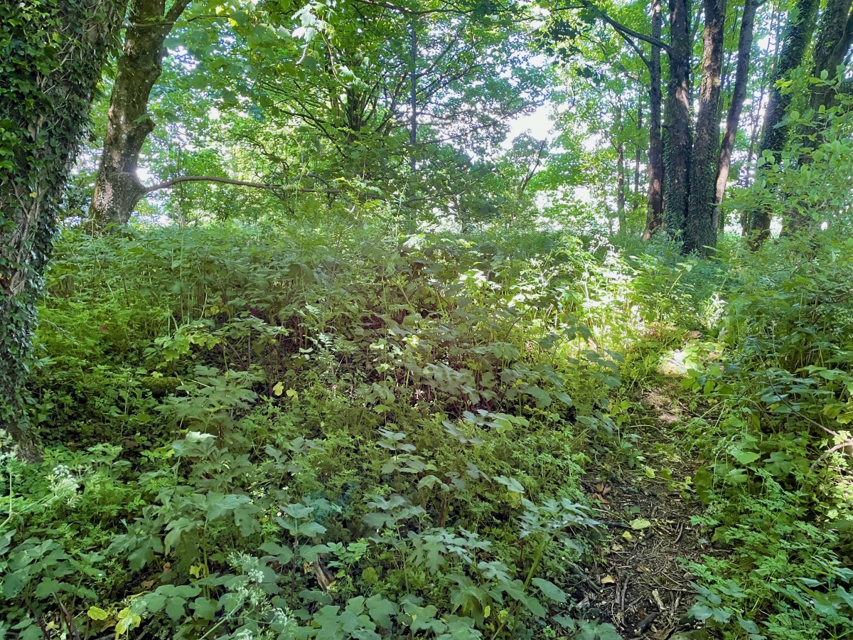 Springhead Hill Cross Dyke