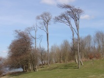 Chanctonbury Ring - PID:74723