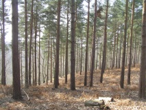Hammer Wood Fort - PID:74943