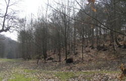 Hammer Wood Fort - PID:74944