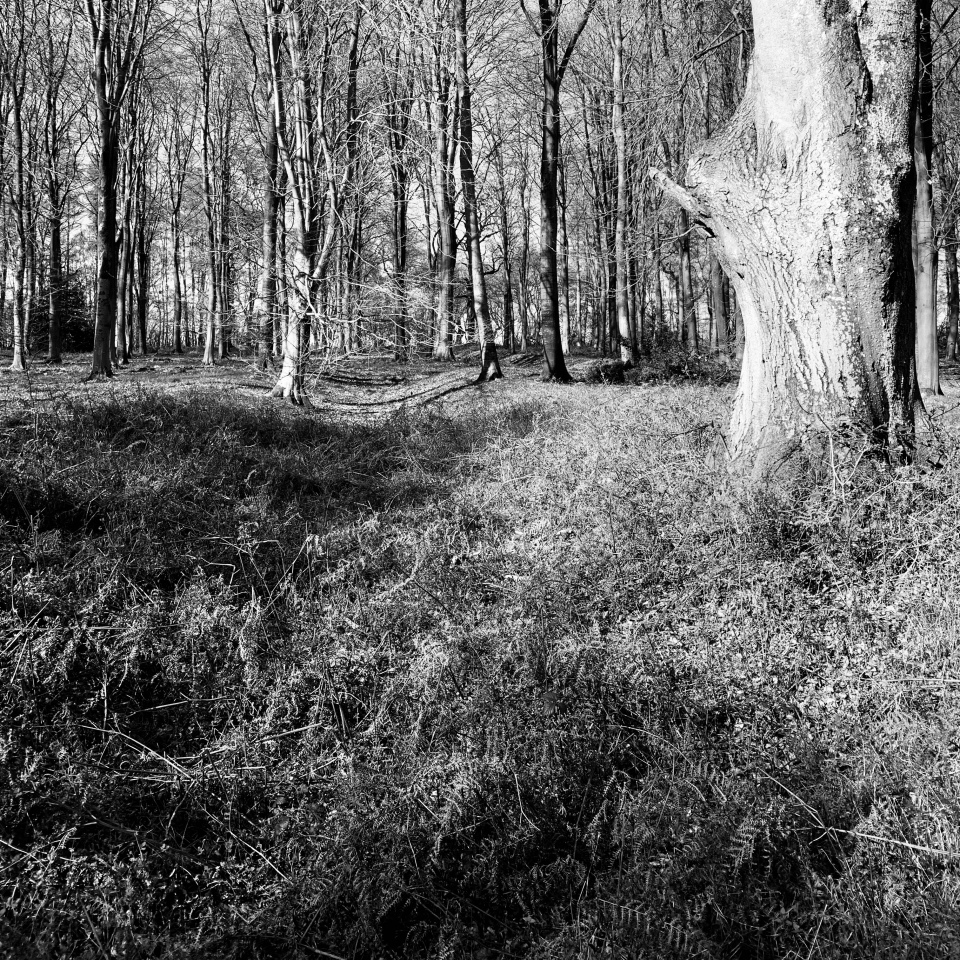 East Croft Coppice Enclosure