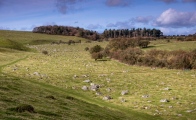 Click for full size image of The Toad Stone (PID:209082) The Toad Stone