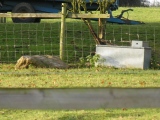 Click for full size image of Coate circle (PID:35223) Coate circle