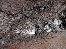 Avebury - PID:70163