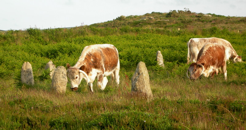 Photo from June 2009. The cattle were supposed to trample down the bracken but only ate the grass within the circle, destabilising several stones that, after we reported it to the Historic Environment Service in Truro, had to be secured. The HES then organised a manual cutting of surrounding bracken to give the cattle more space away from the circle!
So far this is the only major site to be affec
