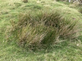 Click for full size image of Casehill Cairn (PID:247657) Casehill Cairn