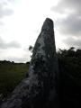 Click for full size image of Boscawen-Un Hedge (PID:210668) Boscawen-Un Hedge