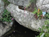 St Levan's Well