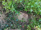 Click for full size image of St Eval Church Stones (PID:286298) St Eval Church Stones