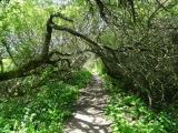 Madron Well