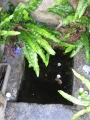 St Ruan's Well (Cadgwith)