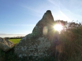 Click for full size image of Boscawen-Un Hedge (PID:161386) Boscawen-Un Hedge