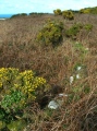 Porthmeor Settlements, Tumuli and homestead