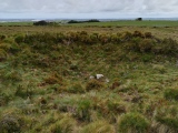 Click for full size image of Rosenannon Downs (PID:273434) Rosenannon Downs
