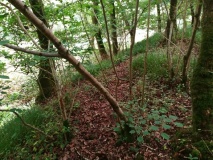 Click for full size image of Bishops Wood Fort (PID:215288) Bishops Wood Fort