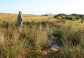 Click for full size image of Stripple Stones (PID:112741) Stripple Stones