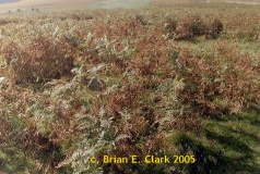 Big Moor - PID:15339