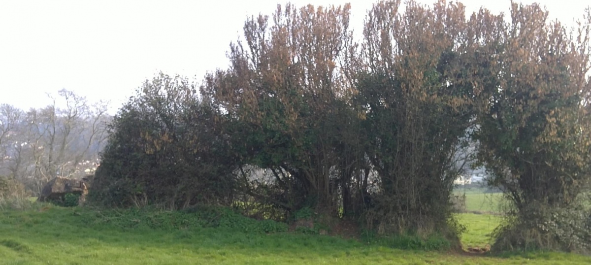Click for full size image of Broadsands Chambered Tomb (PID:248615) Broadsands Chambered Tomb