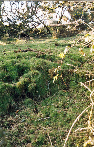 Getting in under the trees, in an attempt to find the SE entrance of Sherwell Barrow, and prove it exists.  The steep bank and irregular disturbance in the underlying soil here could mask an entrance.  The short upright granite stone on the top of the barrow is just visible here, top middle, behind some branches.  It appears to be set there on purpose, above this entrance. (Its position may be see
