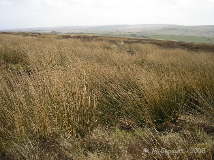 Longstone Barrow Row