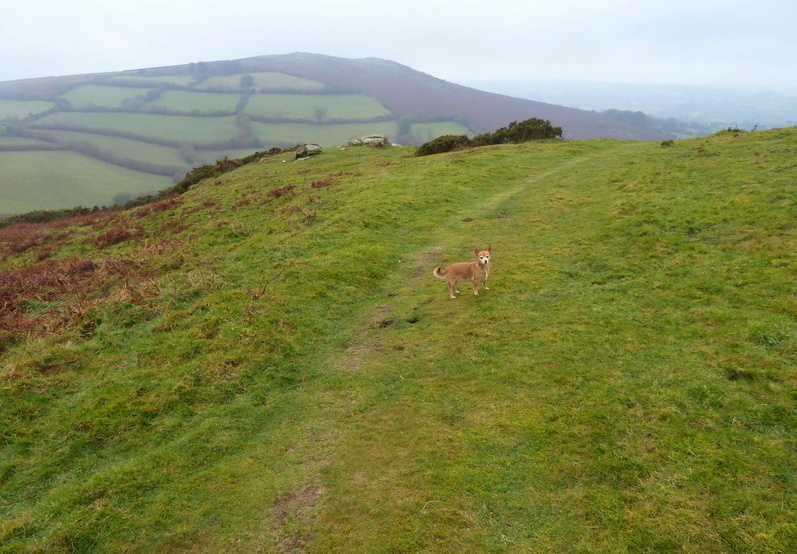 Natterdon Common fort