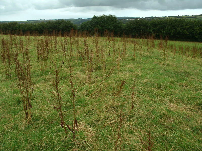 Stoke Rivers fort