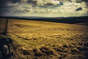 Click for full size image of Grey Wethers. (PID:225427) Grey Wethers.