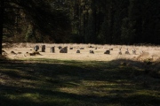 Click for full size image of Fernworthy circle (PID:37836) Fernworthy circle