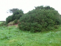 Halwell Camp North East - PID:24973
