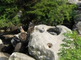 Click for full size image of The Tolmen Stone (Dartmoor) (PID:79611) The Tolmen Stone (Dartmoor)