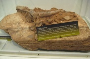 Click for full size image of Broadsands Chambered Tomb (PID:58695) Broadsands Chambered Tomb