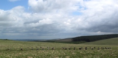 Click for full size image of Grey Wethers. (PID:84318) Grey Wethers.