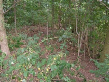 Chesterton Walls - PID:22035