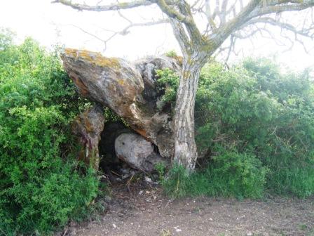 The dolmen of Peyre Negre is only 1 kilometre far from Blanc (Allee Couverte) dolmen. 
It is situated in a field under a little tree and visible from the road but hidden by some bushes.
The capstone is important but now ready to fall.
