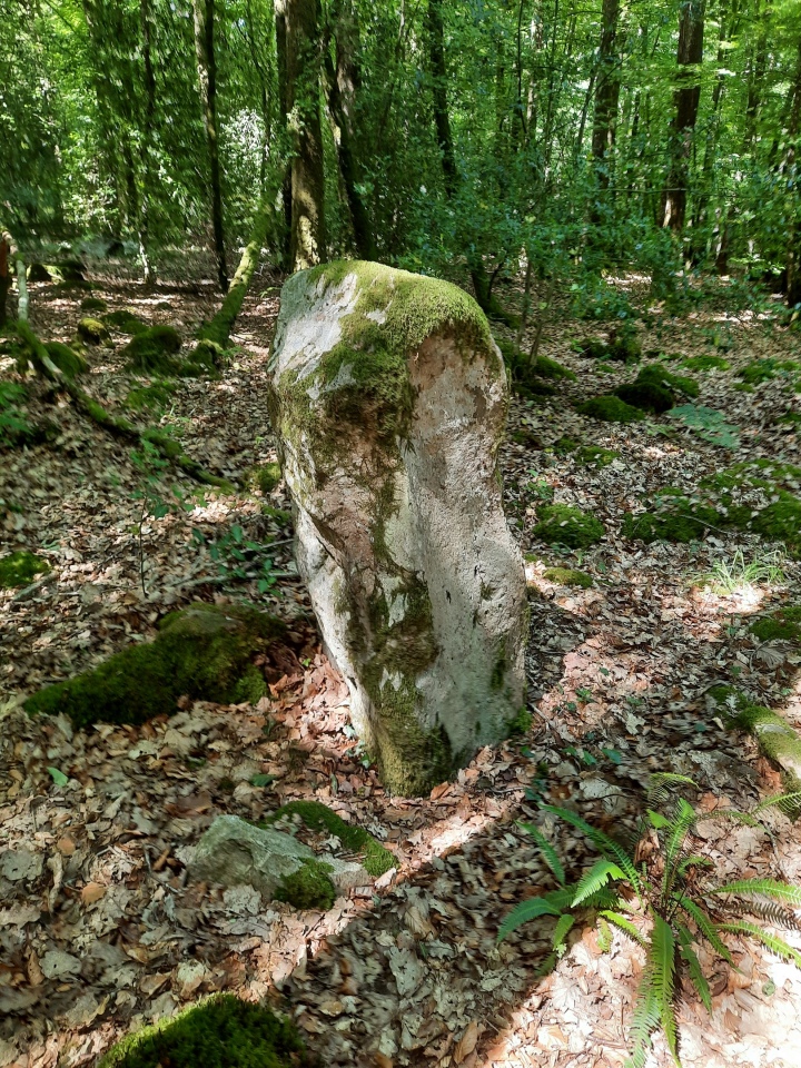 Click for full size image of Menhir de la Forêt de Haute-Sève 1 (PID:246045) Menhir de la Forêt de Haute-Sève 1