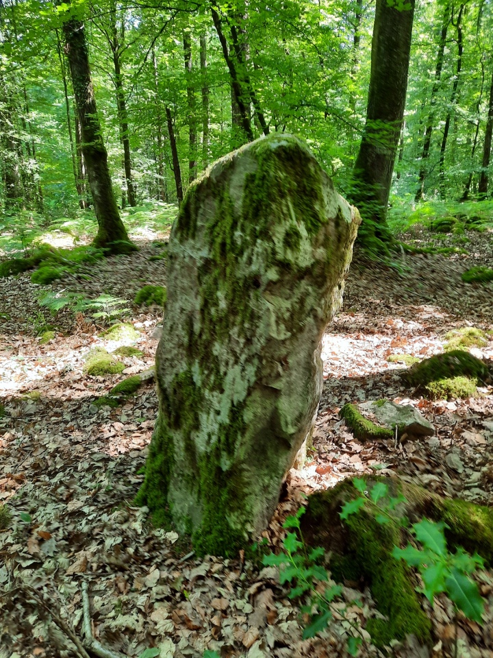 Click for full size image of Menhir de la Forêt de Haute-Sève 1 (PID:246048) Menhir de la Forêt de Haute-Sève 1